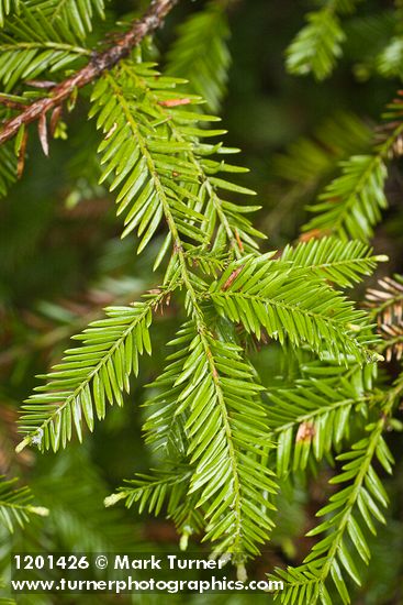 Sequoia sempervirens