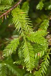 Coast Redwood foliage