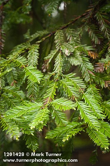 Sequoia sempervirens