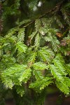 Coast Redwood foliage