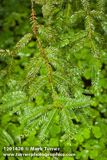 Sequoia sempervirens