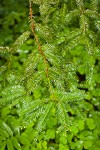 Coast Redwood foliage