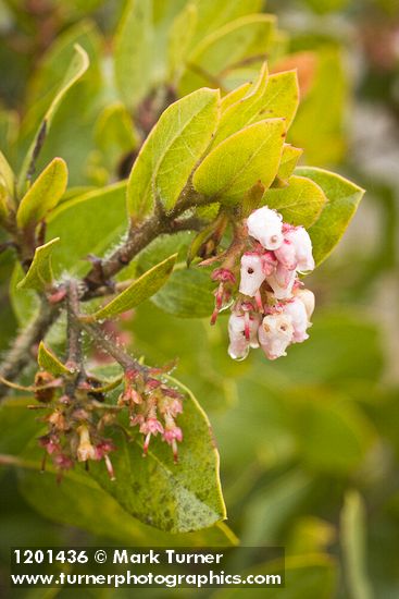 Arctostaphylos bakeri