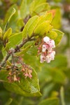 Baker's Manzanita blossoms & foliage