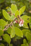 Baker's Manzanita blossoms & foliage