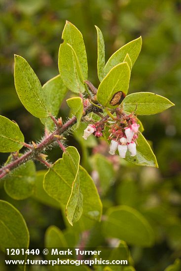 Arctostaphylos bakeri
