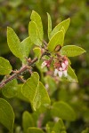 Baker's Manzanita blossoms & foliage