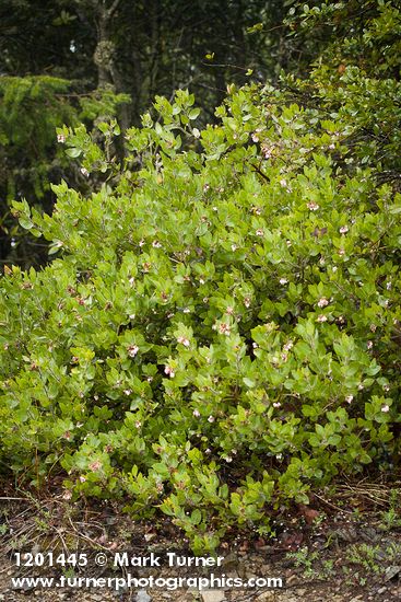 Arctostaphylos bakeri