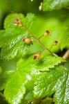 Trailing Black Currant immature fruit against foliage