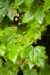 Trailing Black Currant blossoms, foliage, immature fruit