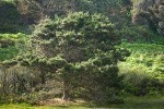 Monterey Pine