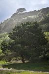 Monterey Pine