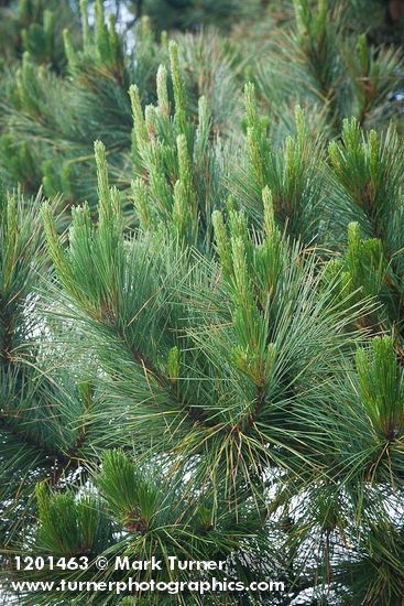 Pinus radiata
