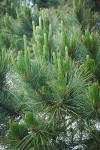 Monterey Pine foliage