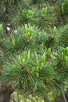 Monterey Pine foliage