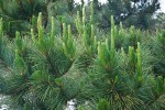 Monterey Pine foliage