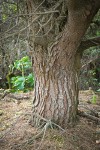 Monterey Pine trunk