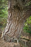 Monterey Pine trunk