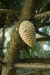 Monterey Pine cone
