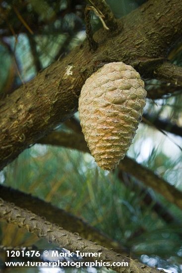 Pinus radiata