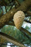 Monterey Pine cone