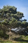 Monterey Pine