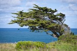 Monterey Cypress