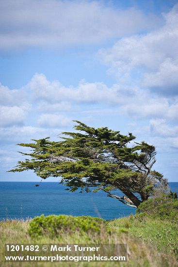 Cupressus macrocarpa