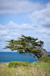 Monterey Cypress