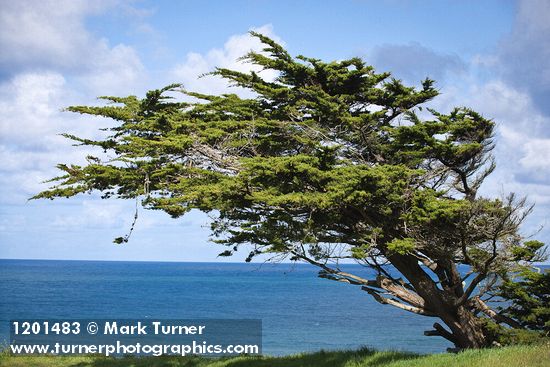 Cupressus macrocarpa