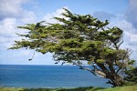 Monterey Cypress