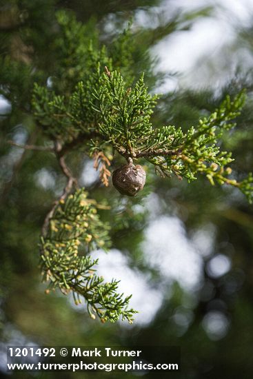 Cupressus macrocarpa