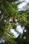 Monterey Cypress foliage & cone