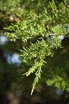 Monterey Cypress foliage