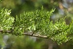 Monterey Cypress foliage