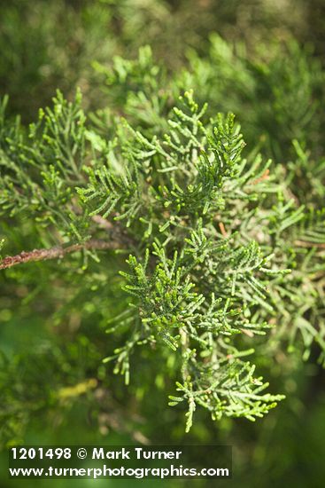 Cupressus macrocarpa