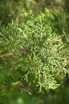 Monterey Cypress foliage