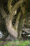 Monterey Cypress trunk