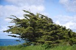 Monterey Cypress