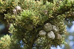 Monterey Cypress foliage & cones
