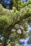 Monterey Cypress foliage & cones
