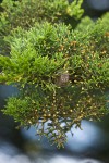 Monterey Cypress foliage & cone