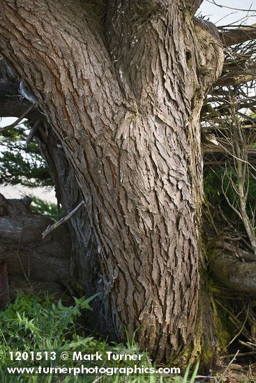 Cupressus macrocarpa