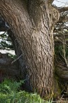 Monterey Cypress trunk