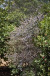 Wavyleaf Ceanothus