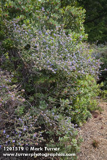 Ceanothus foliosus