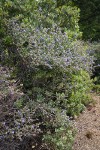 Wavyleaf Ceanothus