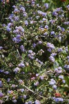 Wavyleaf Ceanothus blossoms & foliage