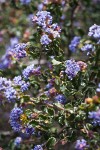 Wavyleaf Ceanothus blossoms & foliage