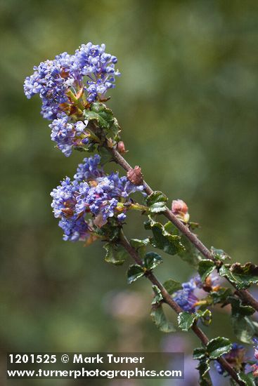 Ceanothus foliosus